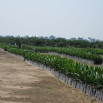 A new oil-palm plantation near Pucallpa, Peru