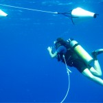 Bärbel Hönisch dives off the southwestern coast of Puerto Rico